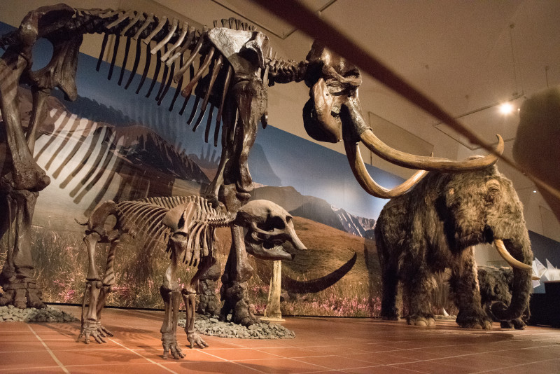 Skelette und Präparate von Mammuts