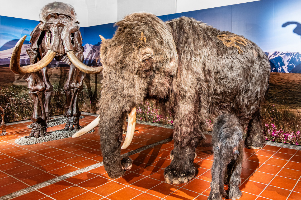 Originalgetreue Nachbildungen: Mammutskelett und ausgewachsenes Mammut mit Säugling